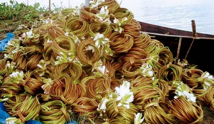 শাপলা চাষে বাড়তি আয়
