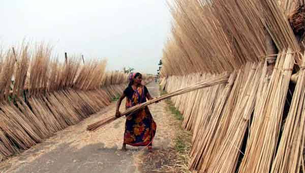 পাটকাঠি খুলে দিতে পারে অর্থনীতির নতুন দ্বারপ্রান্ত