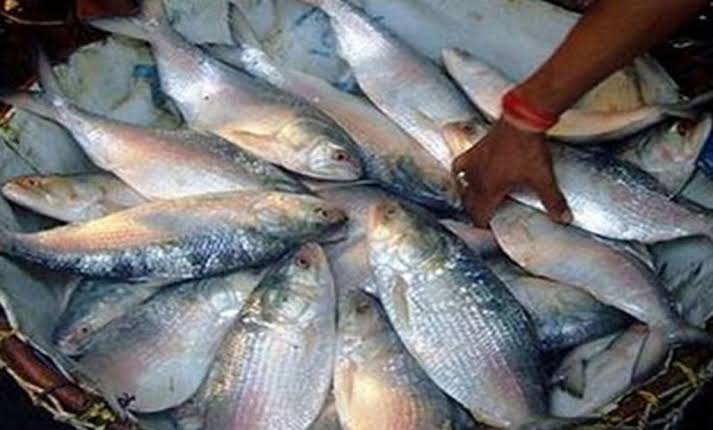 Govt permits export of 1,200 tonnes hilsa to India