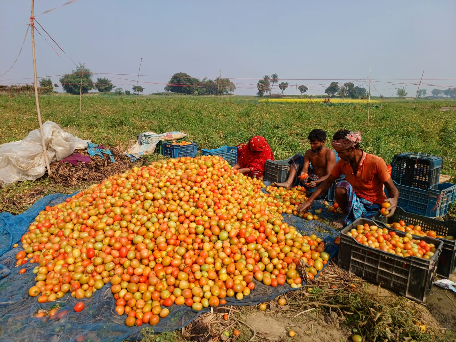 রাজবাড়ীতে টমেটোর বাম্পার ফলনে লাভের আশা