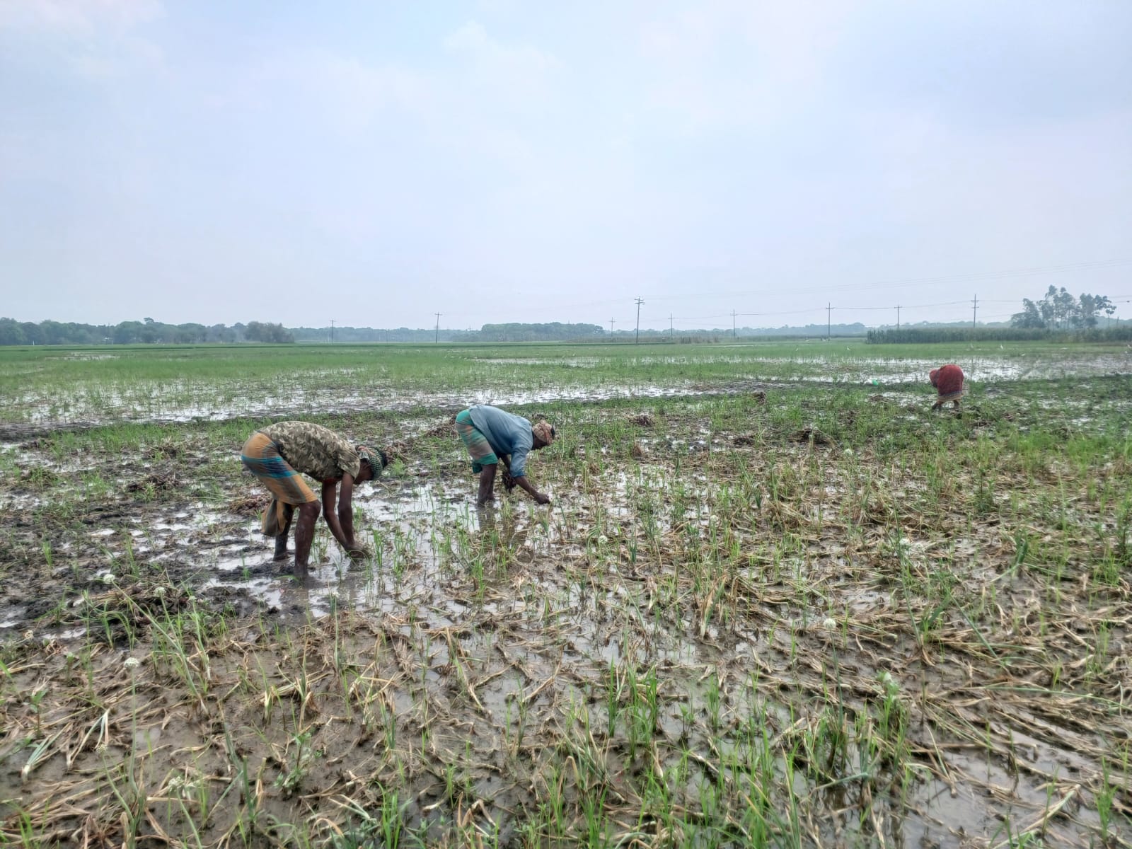রাজবাড়ীতে পানির নীচে পেঁয়াজ