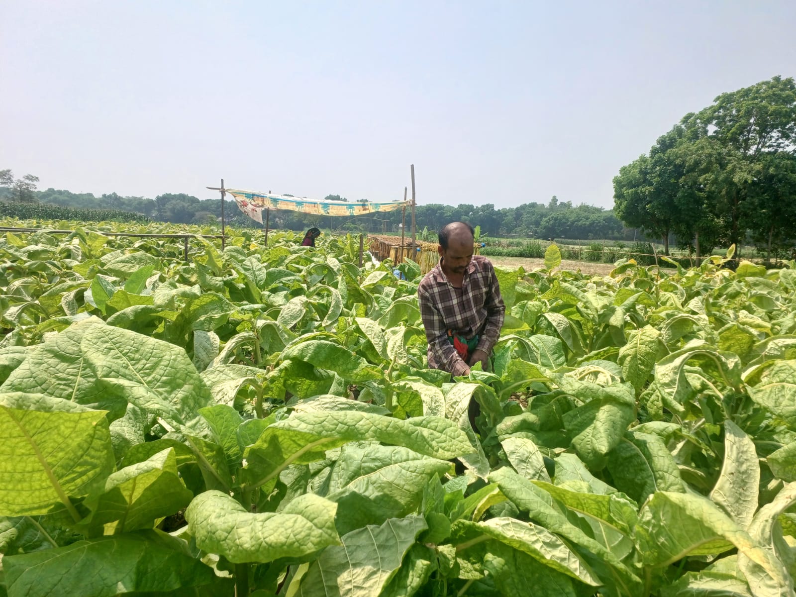 ক্ষতিকর তামাক চাষে লাভ বেশী