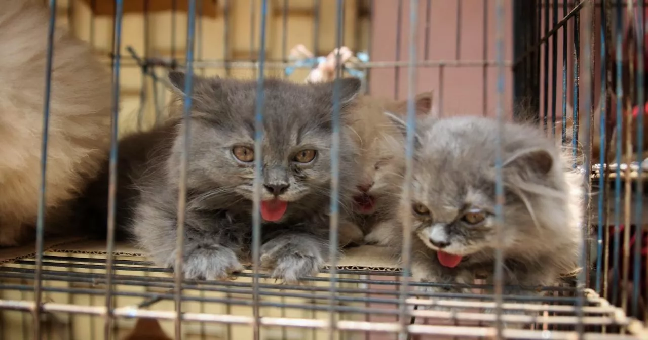Pets kept in inhumane condition at Mirpur