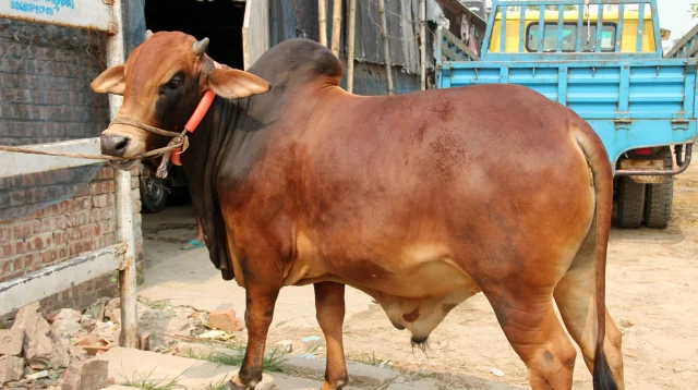 উচ্চ মূল্যস্ফীতির প্রভাবে কমেছে পশু কোরবানি
