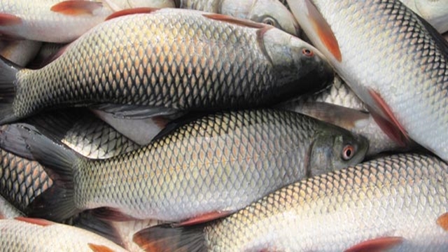 National Fisheries Week begins on July 18