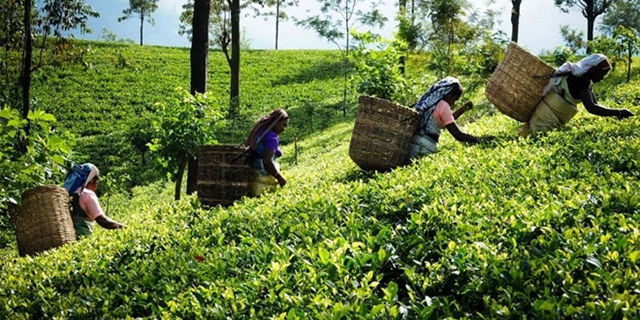 Wages of tea workers up by 20pc