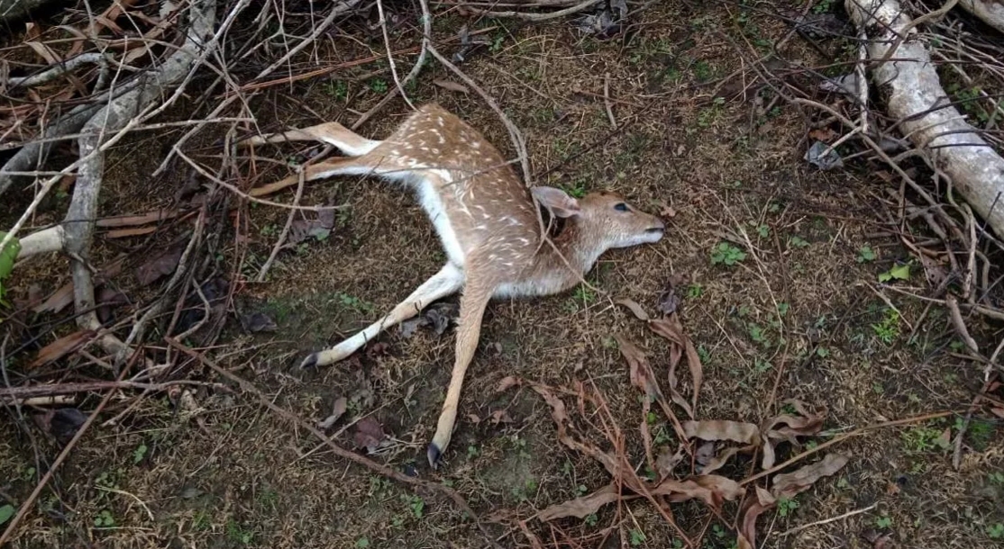 Extensive damage to Sundarbans feared, 26 deer dead