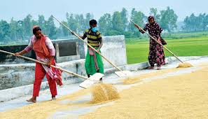 Govt fixes minimum wages for rice mill workers