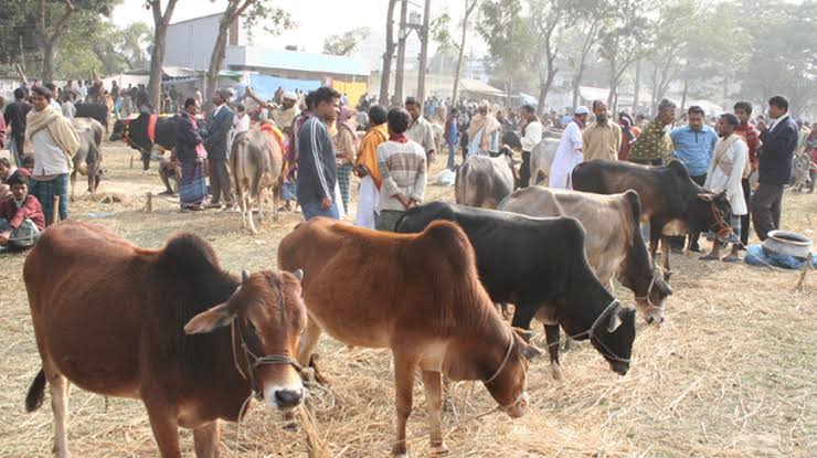 Eight teams to monitor city cattle markets