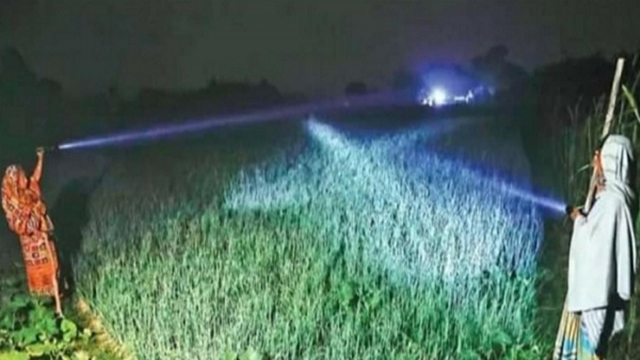 Thieves steal onion from fields!