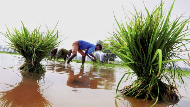 Farmers can apply for loans online