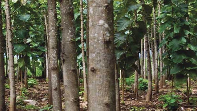 20 pc forestation by 2020: Minister