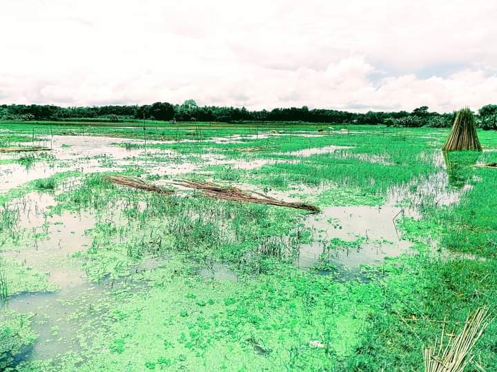 রাজবাড়ীতে হারিয়ে যাচ্ছে বিভিন্ন বিল