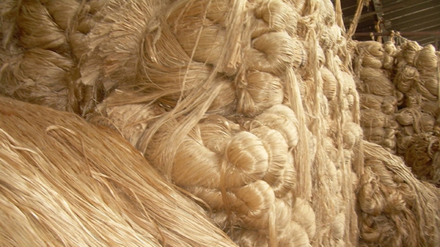 Govt okays export of uncut low-grade jute