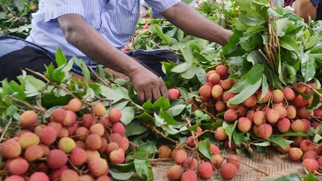 Juicy litchi starts appearing in Rajshahi markets