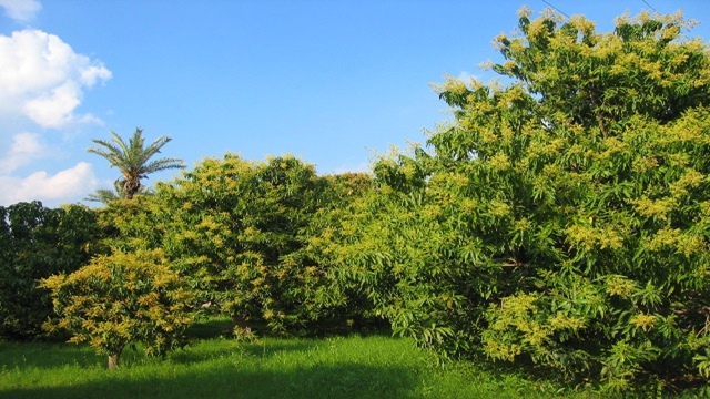 Chapainawabganj mango growers eye bumper yield