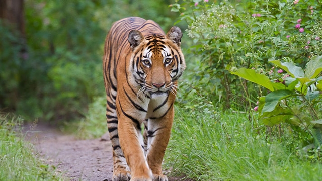 Bangladesh, Bhutan, Nepal take part in India’s tiger census