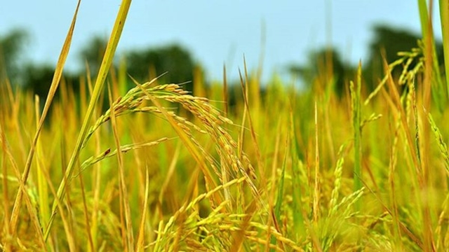 Blast hits Boro crops in Netrakona