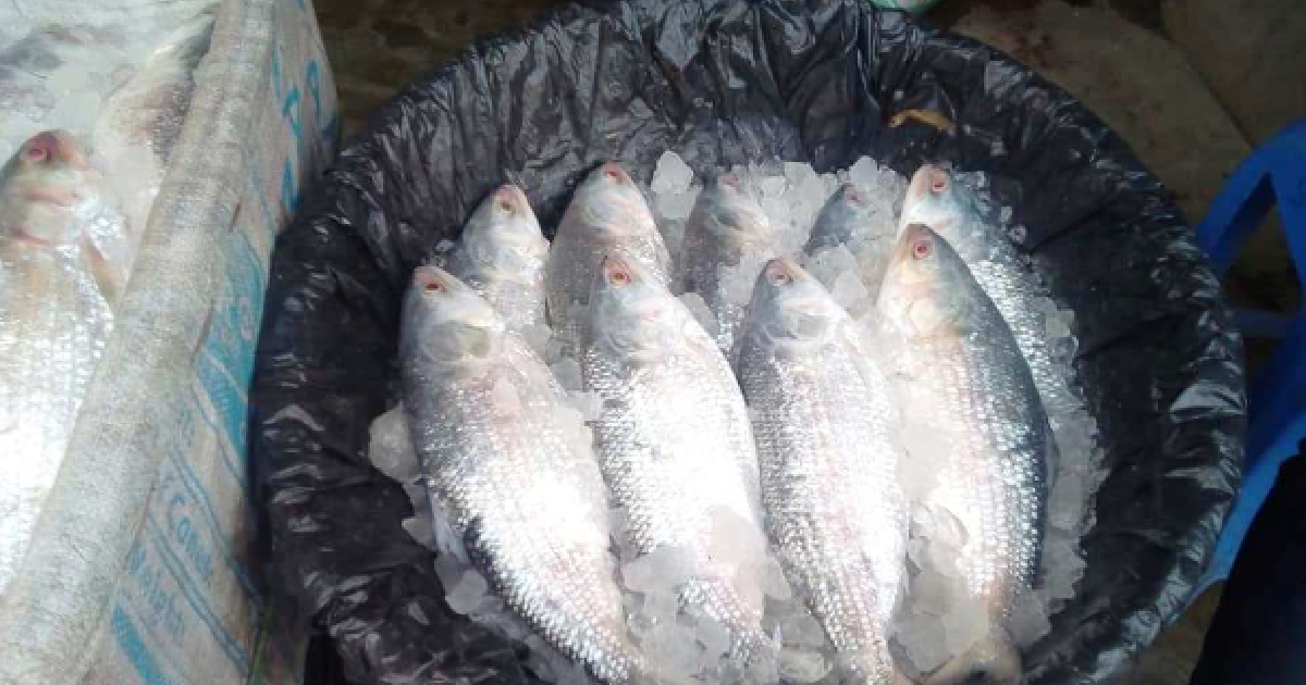 Hilsa full of eggs flood Chandpur, Khulna markets
