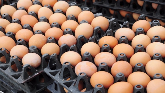 Egg price soars 30pc in a month in city