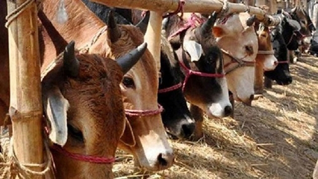 Cattle shortage during Eid-ul-Azha unlikely