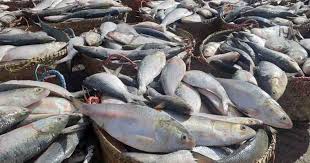 Tk 246cr to be spent on hilsa development, project cleared