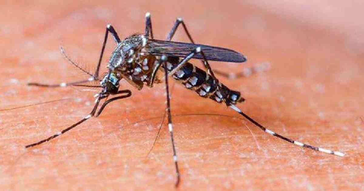 No new dengue case reported in 24 hrs: DGHS 