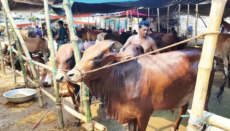 Sales of sacrificial animals gain momentum in Dhaka