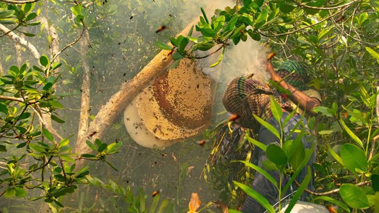 Sundarbans’ honey to become new GI product