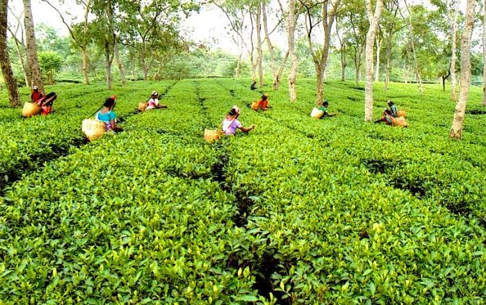 Record tea output keeps agro-economy vibrant in northern districts