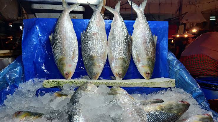 532,000 kg hilsa exported to India in 11 Days