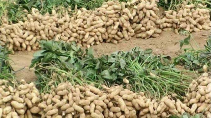 স্বল্প খরচে বাদাম চাষে খুশি তিস্তাপাড়ের কৃষকরা