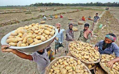Cold storage brokers, agents destabilise potato market