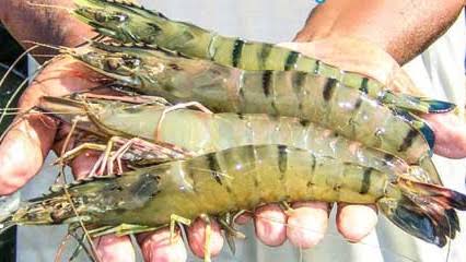 Bagda Shrimp gets GI certificate
