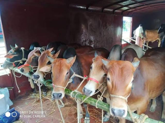 Special cattle train on C’ganj-Dhaka route ahead of Eid