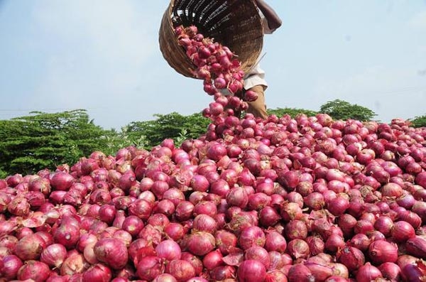 'Newly-harvested onion arriving in market across country'