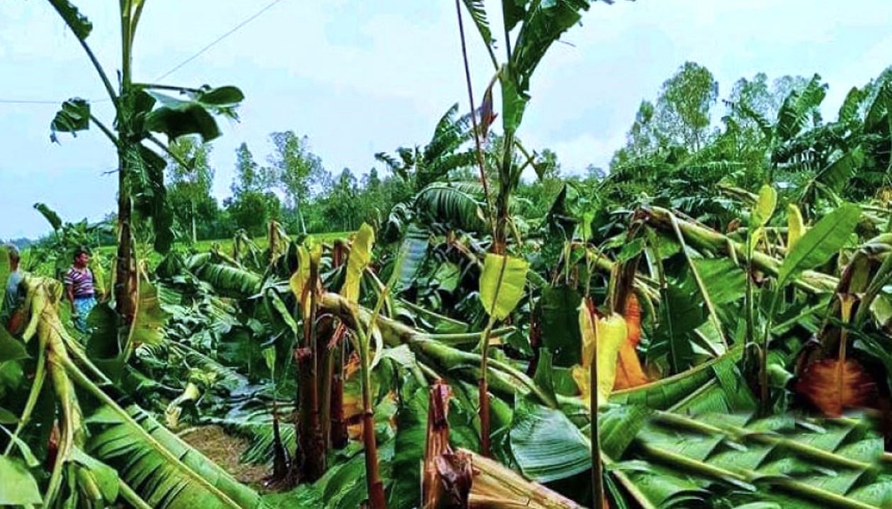 3,074 hectares of crops damaged in Jashore
