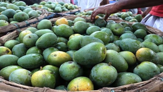 Rajshahi starts exporting mango to 7 foreign countries