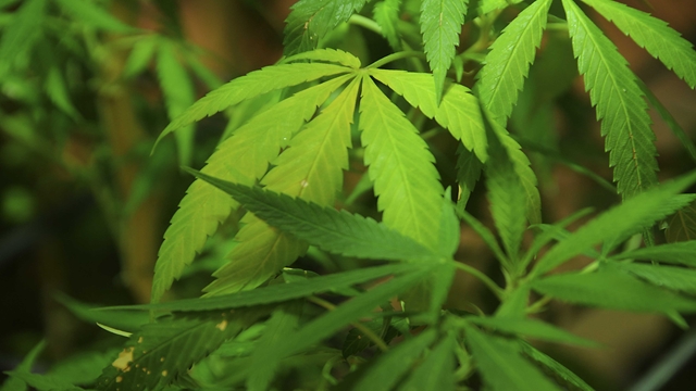 US seizes 100 'pot-growing' houses linked to China