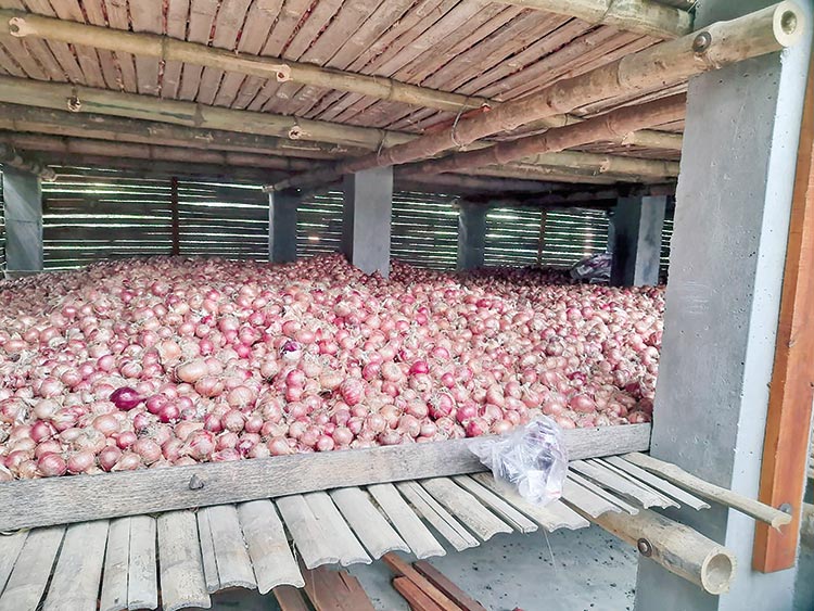 10,000 tonnes of onions stocked in 285 storage houses