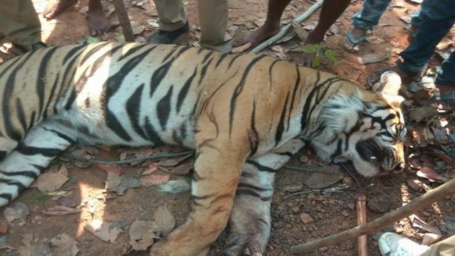Sundarbans tigress wasn’t killed by poachers: Investigators